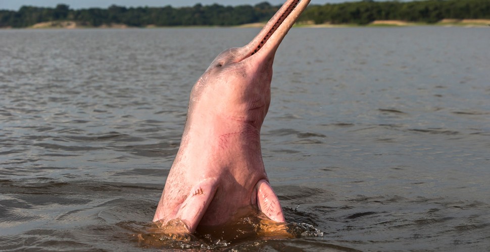 15 million years ago, before the rise of the Andes Mountains, the Amazon River flowed west into the Pacific Ocean. This means that pink dolphins may have been in Peru longer than The Andes Mountains! See these incredible creatures on your Peru Amazon adventures!