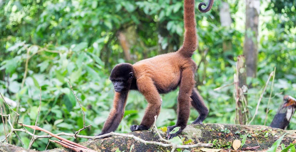 Of course, there are thousands of monkeys in The Amazon Rainforest. Expert guides are dedicated to pointing out Amazon animals. These creatures hidden deep within the rainforest include monkeys, river otters, capybaras, and zillions of different jungle birds. Visit on your Amazon River Cruises Iquitos Peru.