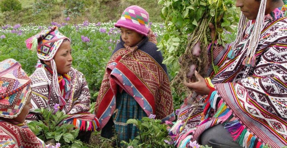 The Potato Park is a unique example of the holistic conservation of  Andean traditions with a focus on the conservation of agrobiodiversity. The Park is found in The Sacred Valley and covers over 9,280 hectares, with a population of 3,880 people.  Apart from potatoes, other native Andean crops such as olluco, beans, maize, quinoa, wheat, tarwi, mashua, and oca are also grown. Visit on your Cusco Peru tours.