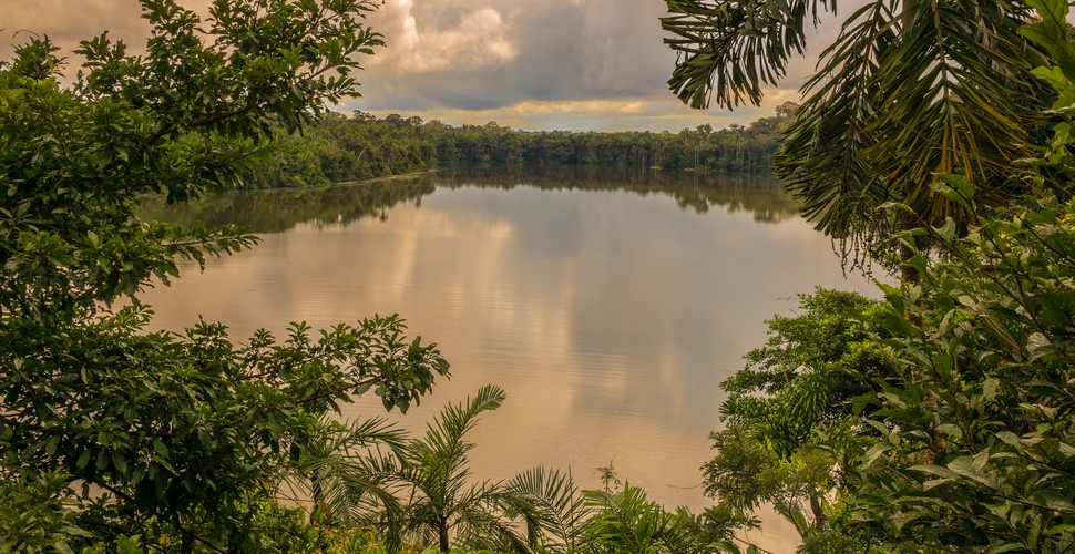Lake Sandoval is a lake in the Peruvian Amazon rainforest. Close to the city of Puerto Maldonado in Madre de Dios, a number of eco-lodges do day trips to the lake as part of their Peru Amazon adventure tours.