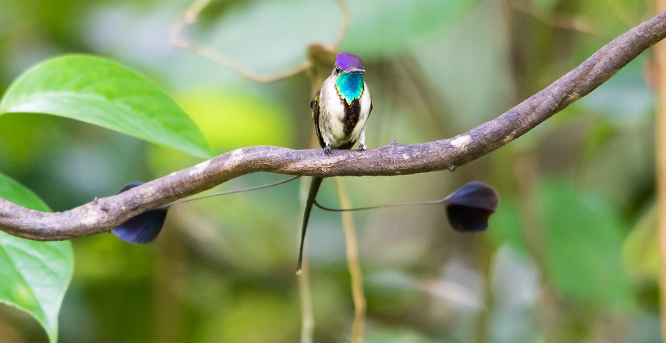 Birders flock to Chachapoyas in Peru due to the high numbers and variety of hummingbirds. In fact, this is the only region for birding in Peru where you can observe the  Marvellous Spatuletail (Loddigesia mirabilis), making it a truly unique bird-watching destination when you visit Peru.