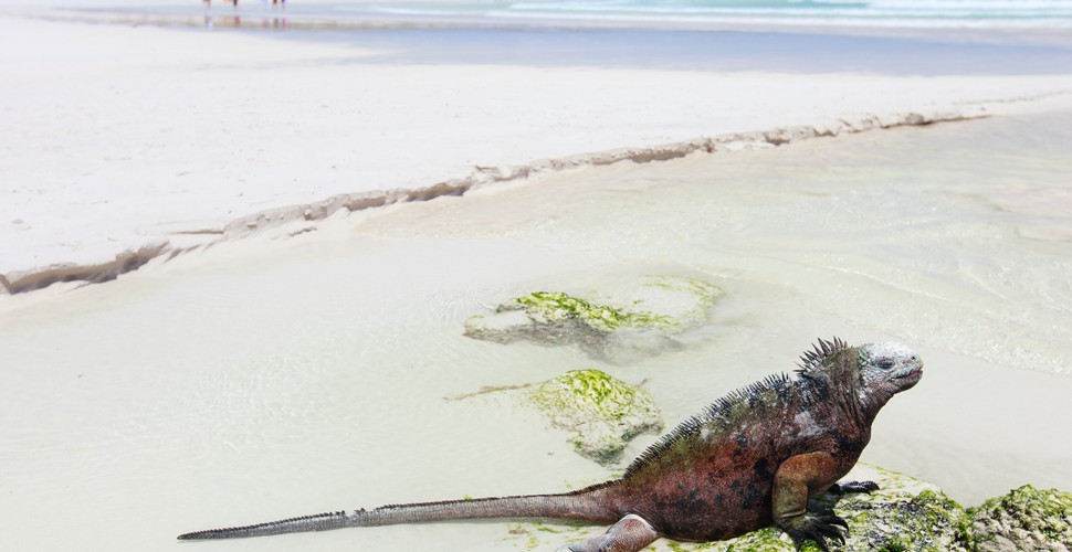 The Galapagos Islands are home to the only marine iguanas on the entire planet! This lizard king of all lizards feeds on algae and heads straight to the Ocean for its next meal. Scientists say that land-dwelling South American iguanas drifted out to the Pacific Ocean millions of years ago on logs or other land debris, and eventually landing on the Galapagos.  These Islands are genuinely unique whn it comes to its inhabitants! Visit on your  vacation packages to South America!