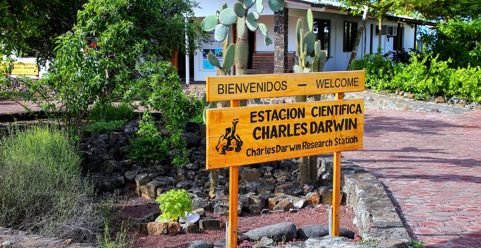 The Charles Darwin Research Station was founded in 1964, and has contributed to the Galapagos community through its science programs that study the islands. Thousands of visitors head to the station to learn more about the fragile ecosystem that is home to an astounding number of plant and animal species. Visit on your Ecuador tours and be impressed by the wildlife that inhabits the Galapagos Islands.