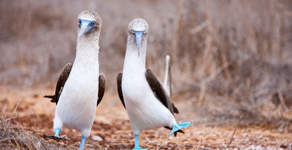 Another incredible species on The Galapagos Islands is The Blue-footed Booby.  This bird's distinctive blue feet make it both easily recognizable and incredibly photogenic for visitors. This species and other amazing birds can be seen on your Galapagos tour packages.