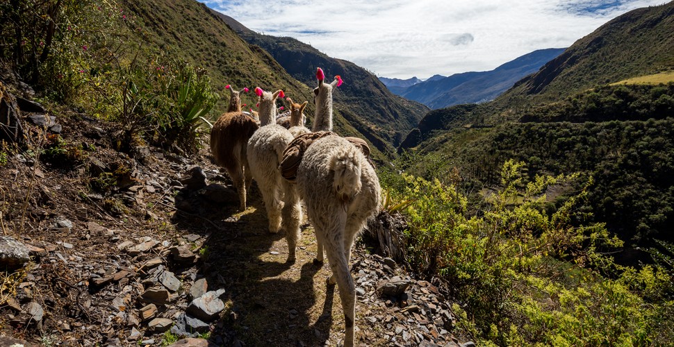 The Lares Trek offers more than just a way to arrive at Machu Picchu. It’s an Andean Trek that allows you to culturally immerse in the heart of the Andes. Experience the warmth of local communities who live along The Lares trail. Expect diverse terrains, from valleys to snow-capped peaks. The Lares Trek only has 2 nights camping and mules or even llamas carry the camping equipment!