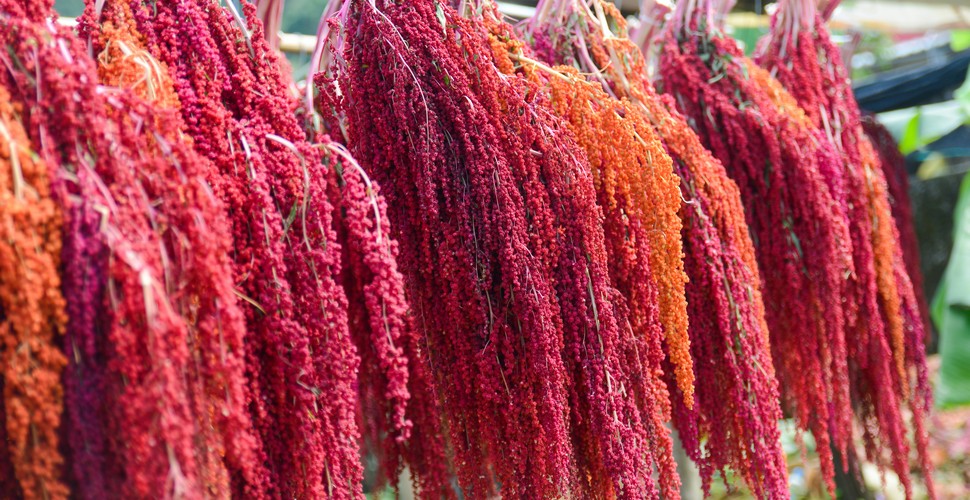 In the first month of 2022, Peruvian exports of quinoa reached 4,681,991 kilos, showing an increase of 71.7%  compared to that of January 2021. Likewise, grain dispatches in the first month of 2022 (4,681,991 kilos) represented an increase of 27.5% compared to what was recorded in January 2020 when 3,671,294 kilos were sent before the pandemic.  Health food sales are a main exportation, especially with Peruvian superfoods. These can be sampled when you visit Peru.