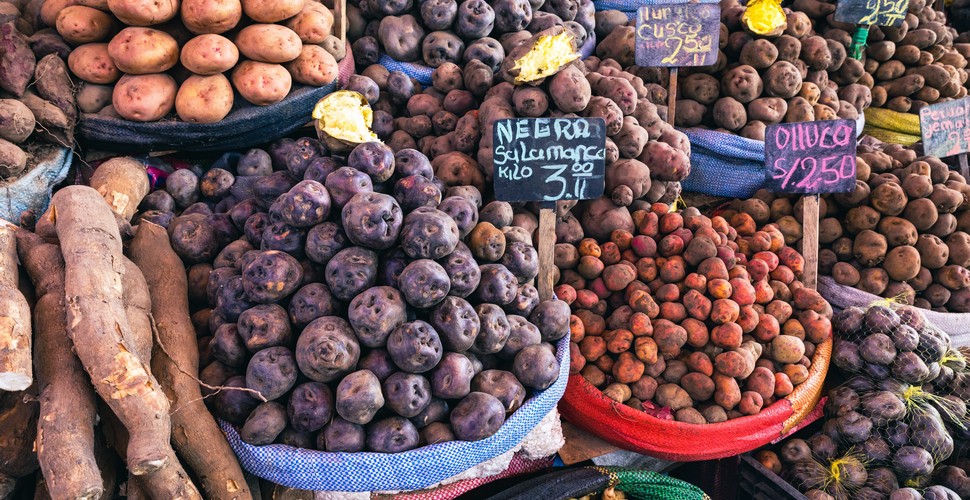 The widest variety of potatoes in the world are found on Peruvian soil. More than 3,000 types to be precise. Reason enough for Peru to appear on the list of leading producers of this amazing ancient tuber. Peru positioned itself as the leading potato producer in Latin America in 2019, recording an annual production of 5.3 million metric tons. It also ranked 14th in potato production worldwide. Learn more about the humble spud on your Peru Machu Picchu trip with a visit to the Potato Park in The Sacred Valley!