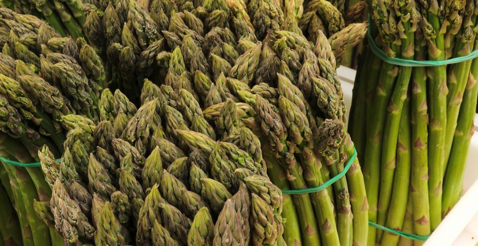 Peru exports fresh asparagus to 41 countries around the world. Peru is also the largest exporter of canned asparagus. Exports of canned asparagus amount to 149.6 million dollars annually. The main markets are Spain, France and the United States. Americans consume over 500 million pounds of asparagus each year. Peru accounted for about 40% of the value of all U.S. asparagus imports. Sample Peruvian Asparagus on Lima gastronomic tours.