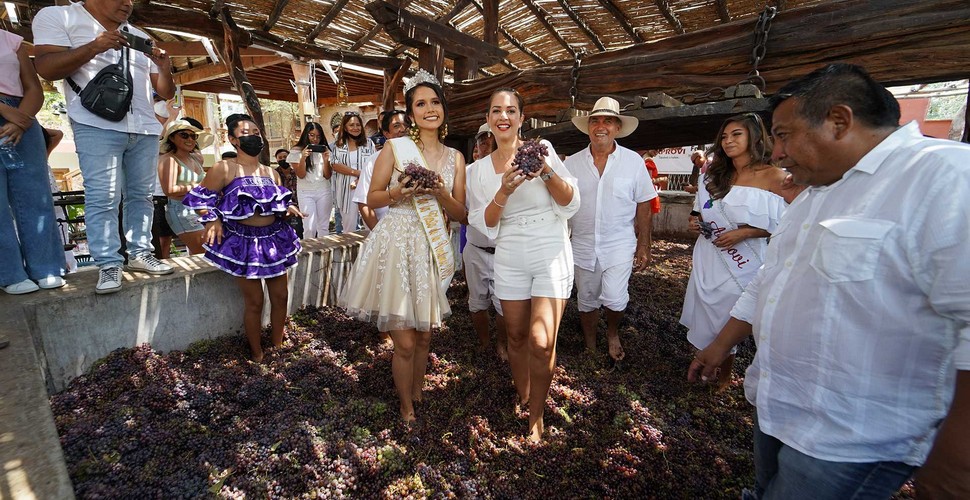 One of the attractions of the Vendimia event is the Wine Festival beauty contest. Accompanied by her maidens, the winner of the beauty queen contest treads the grapes in the traditional way to extract the juice that will then be fermented to make Pisco. When you are sampling your first Pisco Sour on your Peru holiday packages, remember that it has probably been stamped on by a barefoot, Peruvian lady!