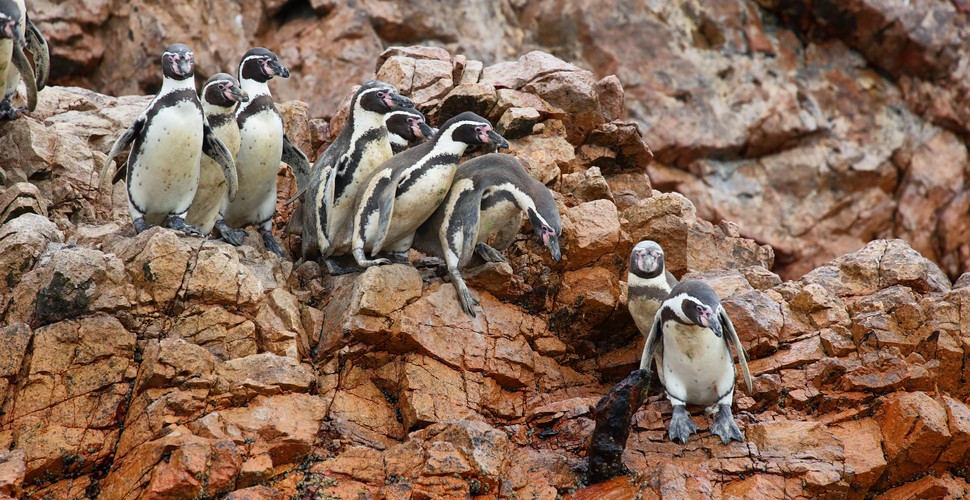 If you want to escape from the big city smoke of Lima, stopping at the Paracas Peninsula to experience the Paracas National Reserve and the Ballestas Islands National Reserve is a great plan!  Perfect for a Peru family vacation, this is a great opportunity to see penguins, sea lions, and other wildlife in the region! 