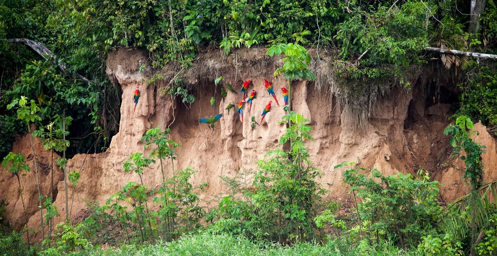  Macaws, parrots, and parakeets visit the clay licks near the Corto Maltez lodge in the Madre de Dios region.  They are thought to eat clay to help them neutralize toxins consumed by the birds.  The possible reason that these birds chew and eat clay remains largely unanswered as in other regions the rainforest birds do not eat clay. Visit a clay lick on your Madre de Dios tours.