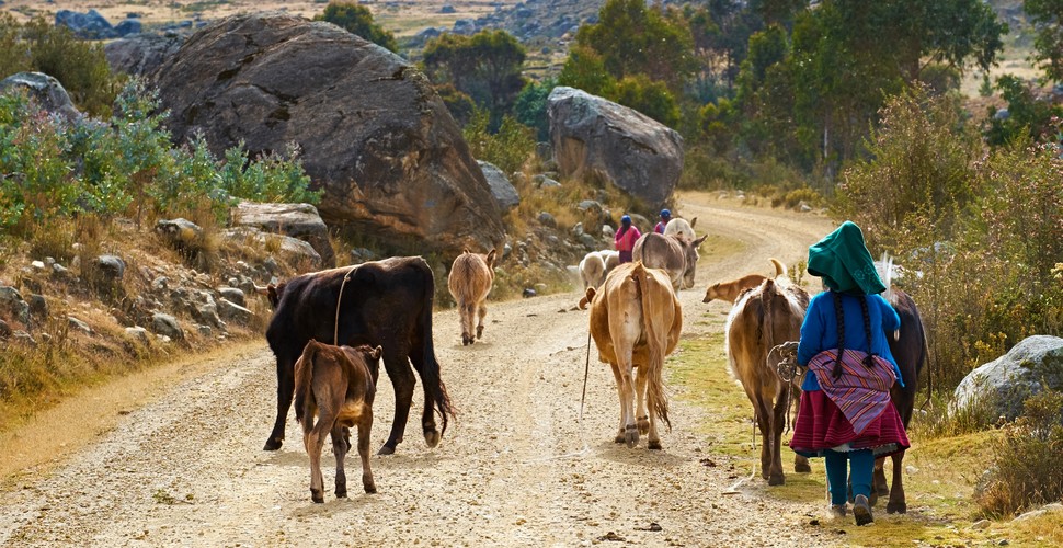  The characteristics of the Andes mark the geography and daily life in Peru. On your Peru getaway, you will pass along some "roads" what we would call dirt tracks which are dusty in the dry season and downright dirty in the wet season! Here the local people and their herds rule!