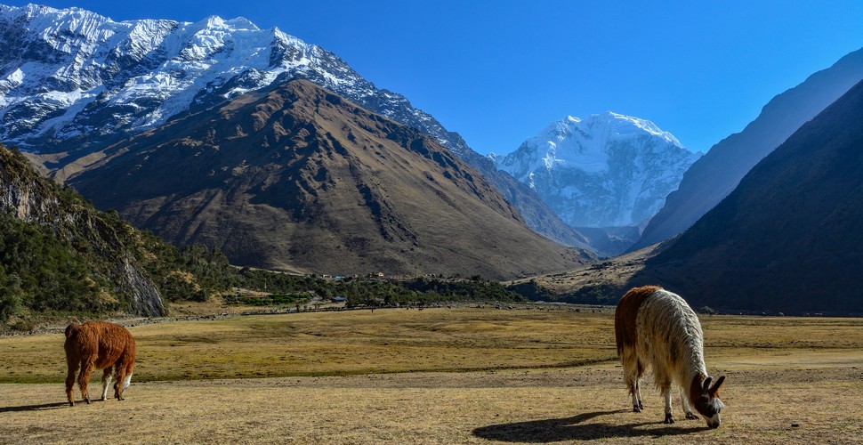 The Salkantay Trek offers a unique opportunity to experience the rich cultural heritage and natural prowess of the Peruvian Andes. , This includes encounters with llamas, one of the region's most iconic animals. llamas are farmed and have been domesticated in the Andes for thousands of years. 