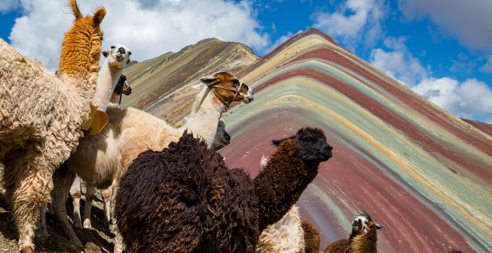 The Rainbow Mountain’s unique stripey colors are due to the mineral found in sedimentary layers that have been exposed due to global warming. The mountain was once snow-covered which is why no one had discovered it before. Visit this impressive mountain on Cusco day tours.