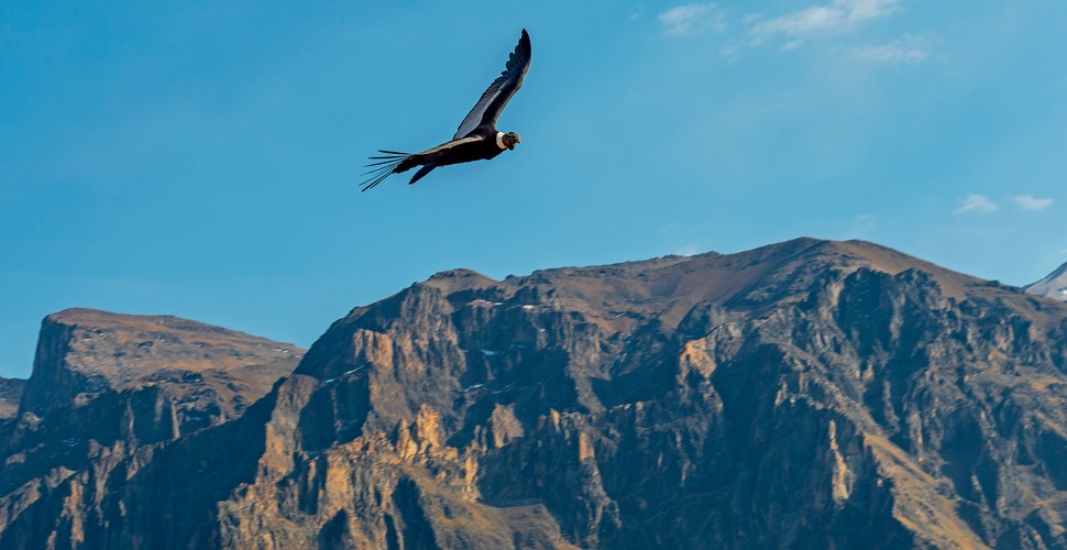 Colca Canyon is famous for being one of the best places in the world to see the Andean condor (Vultur gryphus), one of the largest flying birds on the planet. On an Arequipa to Colca Canyon tour, you can visit the Condor Cross located along the canyon's edge near Cabanaconde. This is where can witness condors soaring as they rise on the thermals of the canyon.