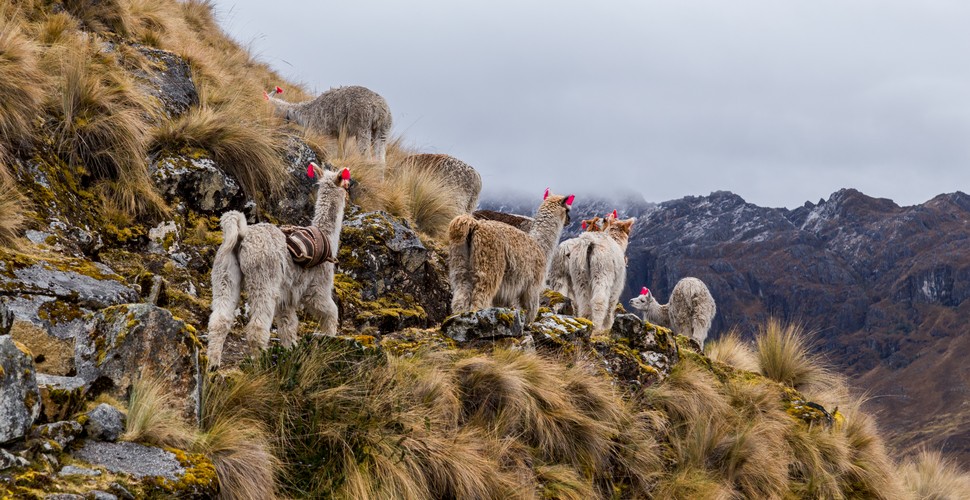 Llamas are an integral part of the Andean landscape. This is especially along trekking routes such as the Lares Trek. These gentle, fluffy animals are not only a common sight on the trek, but they  also serve an important role in the lives of local Andean communities. 