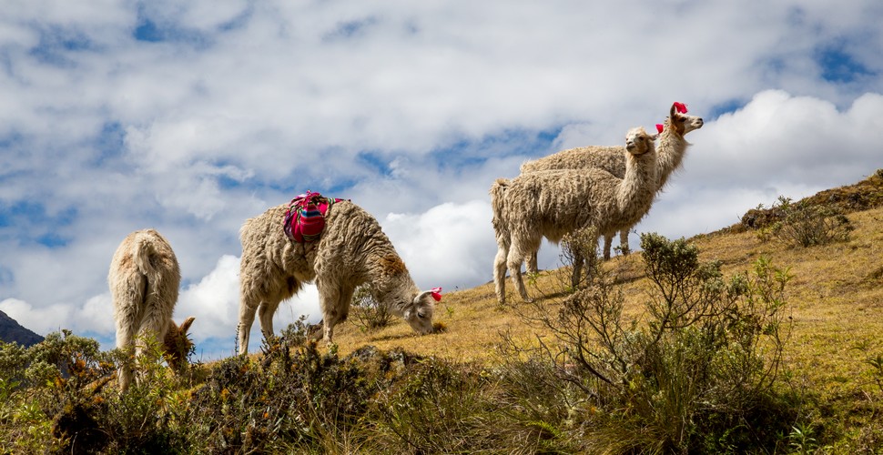 As you pass through traditional villages like Huacahuasi and Patacancha on the Lares Trek, you’ll see llamas grazing and farmers taking care of their animals. Farming and weaving are integral parts of the community activities in this region. The Lare trek takes you through these high-altitude plains where llamas roam, offering plenty of chances to see our furry friends in their natural habitat.
