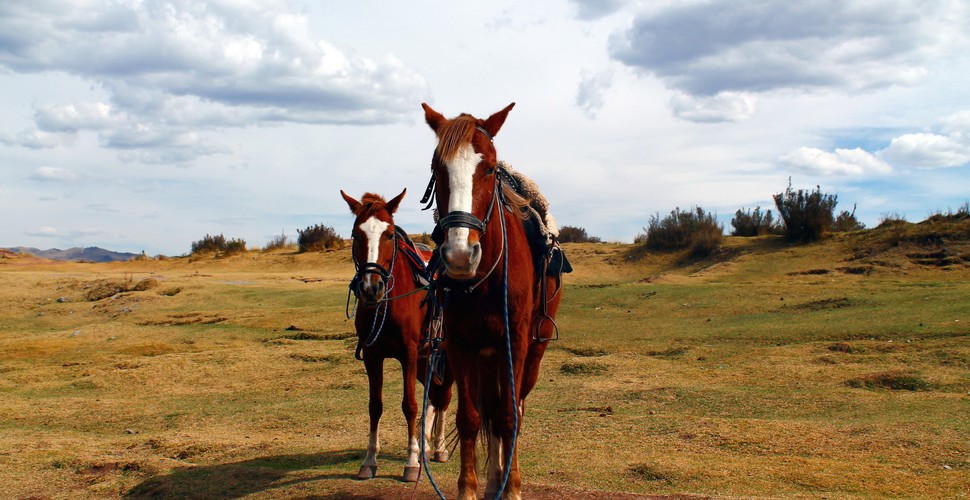 Horse riding to the four local ruins of Cusco is a super way to explore the ancient archaeological sites on Cusco Peru tours. This adventure allows you to immerse yourself in the beautiful landscapes of the Andes while visiting important archaeological sites. 