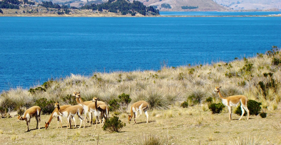 Suasi Island is one of the hidden marvels of Lake Titicaca to visit on Puno tours. It offers a unique and tranquil experience compared to the more frequented islands like Taquile and Amantani. The island has several hiking trails that allow you to explore its beauty, from the rocky shorelines to the lush highlands. 