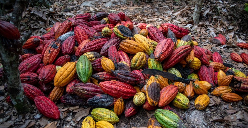 Peruvian chocolate is delicious!  Peru´s diverse geography and rich biodiversity which you can see when you visit Peru, are what create the perfect conditions for growing some of the finest cacao beans. They are then transformed into exquisite chocolates.