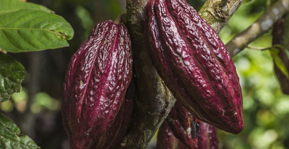 Peru's relationship with cacao dates back to ancient times, long before the arrival of The Spanish. The indigenous people of Peru, including the Moche, Nazca, and Inca civilizations, cultivated and consumed cacao. Archaeological evidence suggests that cacao was used in rituals and as a valuable trade commodity.