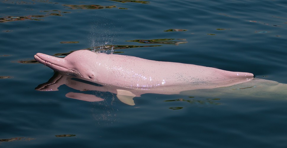 In the labyrinth - like waterways of the Amazon Rainforest, the graceful and elusive pink river dolphins of Iquitos have their home. Known locally as "boto," these enchanting river creatures are worshipped by indigenous cultures. Visitors on Iquitos tours come from around the world and remain in awe of their mystical beauty and gentle presence.
