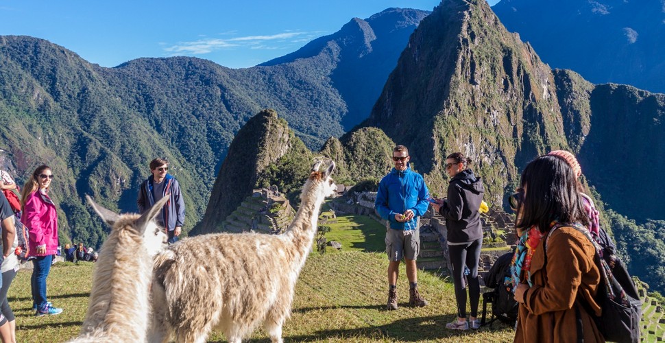 One of the charming aspects of vacation packages to Peru Machu Picchu is the presence of llamas that roam freely around the site. These iconic Andean animals are a delightful sight as they graze on the grassy terraces and wander among the ancient stone structures.