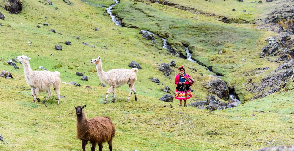  Along the Lares Valley Trek to Machu Picchu, you'll have the opportunity to witness many llamas grazing in their natural hábitat. This sight adds to the picturesque scenery along the Lares Trek.  Llamas have been an integral part of Andean culture for centuries, serving as pack animals and a source of wool for textiles.