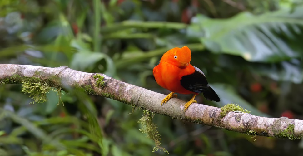 Bird enthusiasts can spot Andean condors, hummingbirds, and the striking Cock-of-the-rock, along the Vilcambamba Trek to Machu Picchu. The surrounding forests are home to spectacled bears, pumas, and the elusive Andean fox. The Vilcabamba trek is vibrant with fauna all along the route.