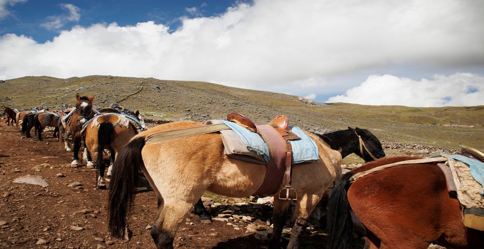 On Cusco adventure tours to The Ausangate region, mules play an important role. Mules transport essential supplies, including tents, food, and equipment, so that you don´t have to! Mules help ease the burden for trekkers by carrying heavy loads so you can enjoy the stunning scenery on The Ausangate Trek.