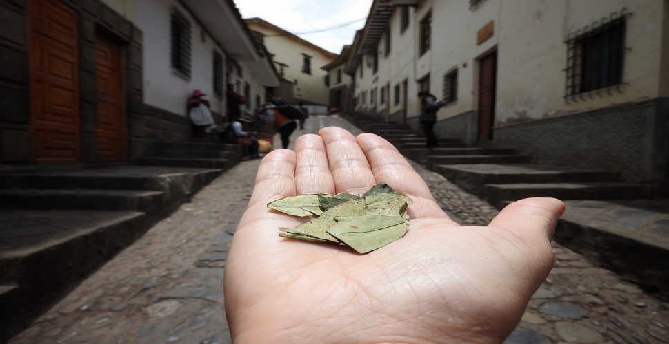 Coca leaves have been an integral part of Andean culture for thousands of years. When you travel to Cusco Peru bear in mind that you are arriving to a high-altitude city and coca leaves are proven to help altitude symptoms.