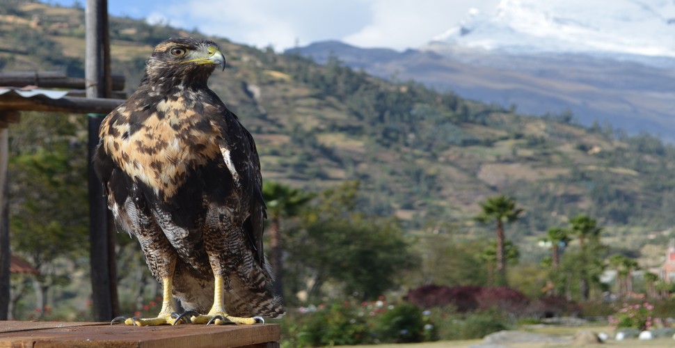 Bird watching in Huaraz and the surrounding areas offers a unique opportunity to see a wide variety of bird species amidst breathtaking Andean landscapes. Book Peru private tours to spot Andean bird species near Huaraz!