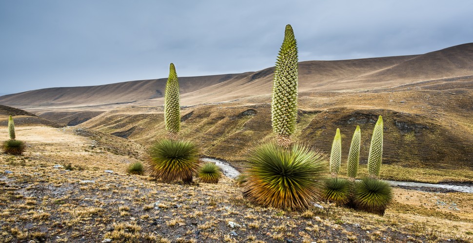The Huaraz region is rich in biodiversity, offering the chance to see Puya Raimondi cactus and other unique Andean flora and fauna. This makes it a rewarding destination for nature enthusiasts and trekkers on their Peru vacation packages.