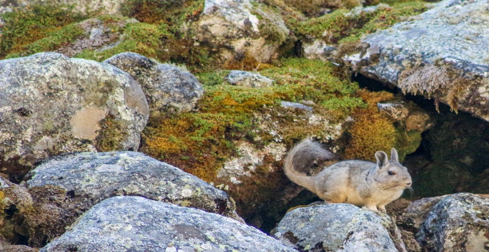 Vizcachas are a type of rodent that belong to the chinchilla family. They are known for their rabbit-like appearance, with long ears and a bushy tail. Vizcachas are native to the Andes Mountains and can often be found near Huaraz on your Peru adventures.