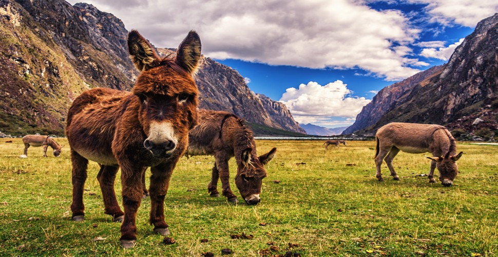 Donkeys are a common sight in the Huaraz region. They are the essential companions for local farmers and trekkers on their Peru adventure tours. Donkeys are often used as pack animals for trekking expeditions in the Cordillera Blanca and Cordillera Huayhuash. 
