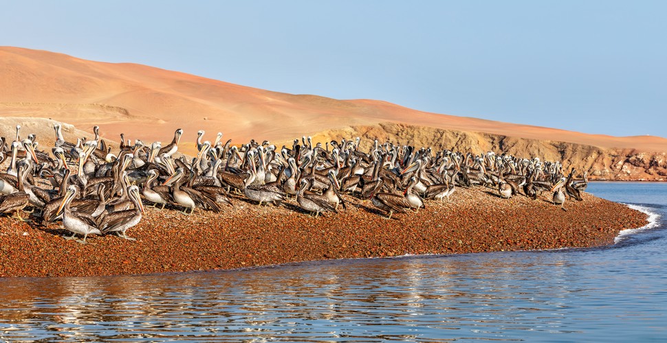 On your Peru vacation package, head south from Lima to visit Ica and its coast región Paracas. The waters off the coast of Paracas are home to a rich variety of marine life, including dolphins, sea lions, and numerous species of seabirds. The reserve is also a popular spot for whale watching, particularly during the migration season.