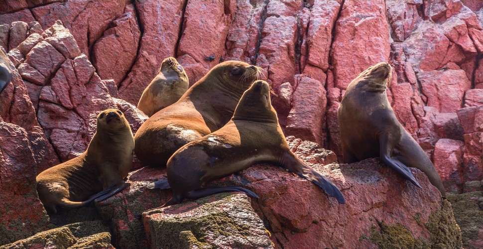 The sea lion colonies at Paracas National Reserve are one of the reserve's most captivating attractions. The reserve is home to large colonies of South American sea lions. These charismatic marine mammals can often be seen basking on the rocky shores and playing in the surrounding waters. Wildlife lovers must visit Paraca on their Lima Tour packages!