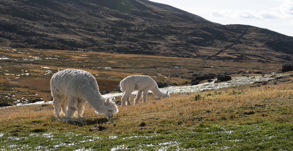 On Cusco Peru tours, head to the Ausangate region. Here, llamas and alpacas play a vital role in the daily lives of the local people. These camelid species are well-adapted to the high altitudes and rugged terrain of the Andes and are integral to the traditional Andean way of life.