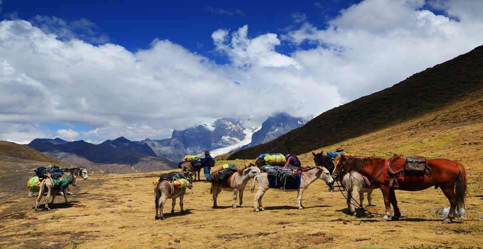 Mules are commonly used on the Huayhuash Trek to carry gear and supplies for trekkers. Many trekking groups hire mules and muleteers (handlers)on their Peru adventure tours.This is to assist with the logistics of the trek, especially for longer treks or those carrying camping equipment and food.