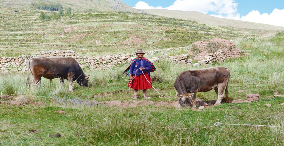 The Lares Trek to Machu Picchu is a popular alternative to the Inca Trail. It offers a more cultural experience from the traditional Inca Trail. One of the highlights of the Lares Trek is the opportunity to interact with local Quechua communities.