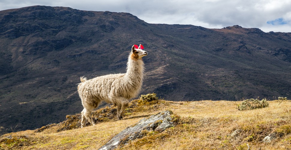 The Lares Trek to Machu Picchu is known for its stunning Andean landscapes and rural communities. You Will also have the opportunity to encounter llamas and alpacas grazing in the highlands. These animals are often seen as you pass along the Lares trek, adding to the picturesque scenery and cultural experience.