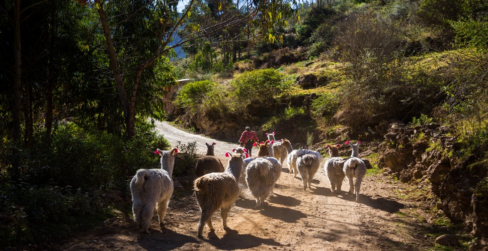 Llama farming plays a significant role in the lives of communities along the Lares Trek to Machu Picchu. Llamas are domesticated camelids that have been used by Andean people for thousands of years as pack animals, for their meat and wool, and in religious ceremonies.