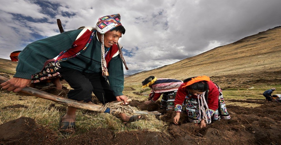 Traditional farming techniques in Peru have been developed over thousands of years.  The Potato Park located near Cusco, is a community-based initiative that promotes traditional Andean farming practices, particularly potatoes! Visit the Potato Park on our Peru Express  Tour!