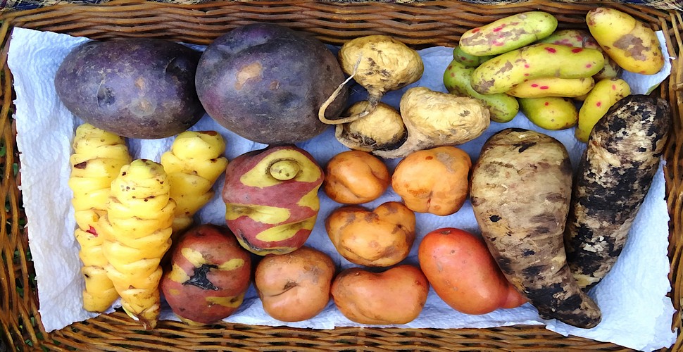 Peru's potato heritage can be experienced on a visit to the Potato Park, in The Sacred Valley of The Incas. You can visit on Cusco day trips or as part of a multi-day tour. Here you will learn all about the ancestral home of the humble spud!