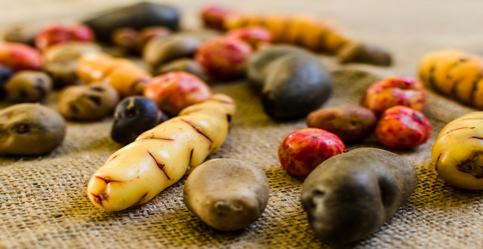 The importance of potatoes in Peru goes way beyond the dinner table. The ingenuity and resourcefulness of the Andean people is evident and they have cultivated these precious tubers for generations. Potatoes are truly a part of Peruvian culture to explore on your Peru adventures.