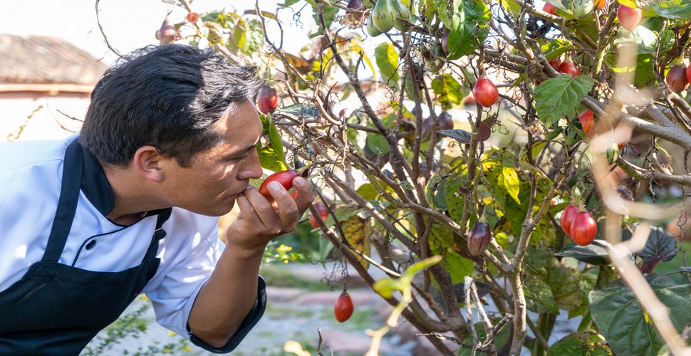 Peruvian chefs are renowned worldwide for their creativity, innovation, and mastery of fusing flavors. Peruvian chefs are the guardians of a rich culinary heritage that spans centuries of cultural exchange. Enjoying Peruvian restaurants is one of the more pleasurable aspects on your Peru holiday packages, where chefs come into their own!