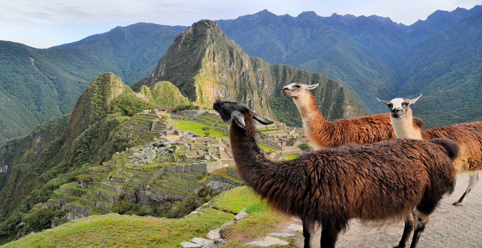 Llamas are an iconic thing to see on your Peru Machu Picchu trip, adding charm and authenticity to Machu Picchu tours. Llamas were essential to the Inca civilization for transportation, wool, and meat. They were highly valued and often woven into Inca textiles. Our fluffy Friends have been integral to Andean life for centuries.