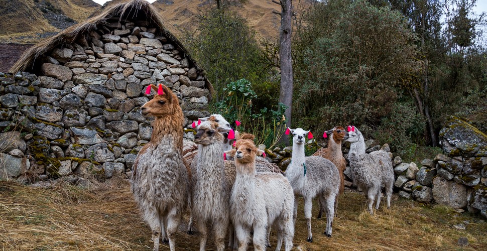 The Lares trek to Machu Picchu is the best trekking option to experience local living culture in The andes.