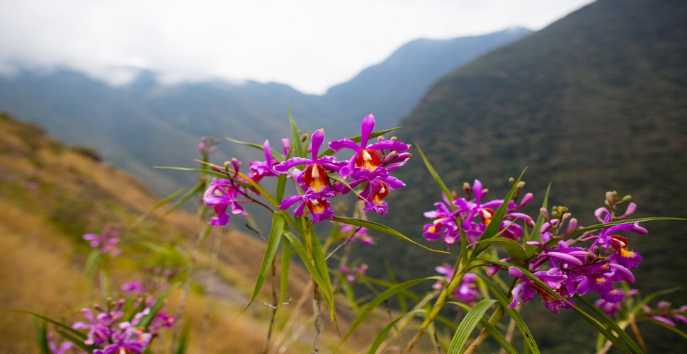 The Flora and Fauna along The Inca Trail are simply breathtaking! There are orchids that grow along The Inca Trail that you cannot find anywhere else in the world!