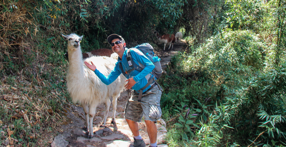 Llamas, llamas everywhere!  The amazing surprise when you hike the Inca trail Trek to Machu Picchu!